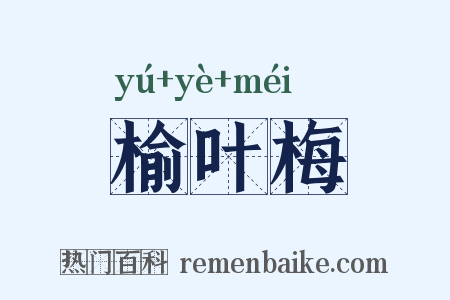 榆叶梅是什么意思的图片